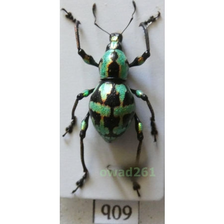 Metapocyrtus subquadrulifer (Waterhouse, 1842) female Philippines60b